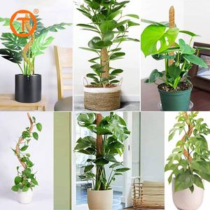 Vườn Coco xơ dừa sợi linh hoạt leo rêu dính cà chua nhà máy hỗ trợ cổ phần uốn cong rêu cực cho các nhà máy monstera - Product Image 4