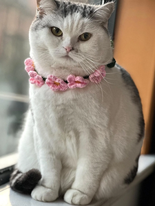 Accesorios para perros <span class=keywords><strong>Collar</strong></span> de punto de ganchillo hecho a mano para gatos <span class=keywords><strong>Collar</strong></span> de punto ajustable con 4 opciones de color - Product Image 4