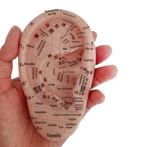 10cm耳反射区模型、マッサージ耳模型、伝統中国医学教育用鍼灸経絡模型 - Product Image 4