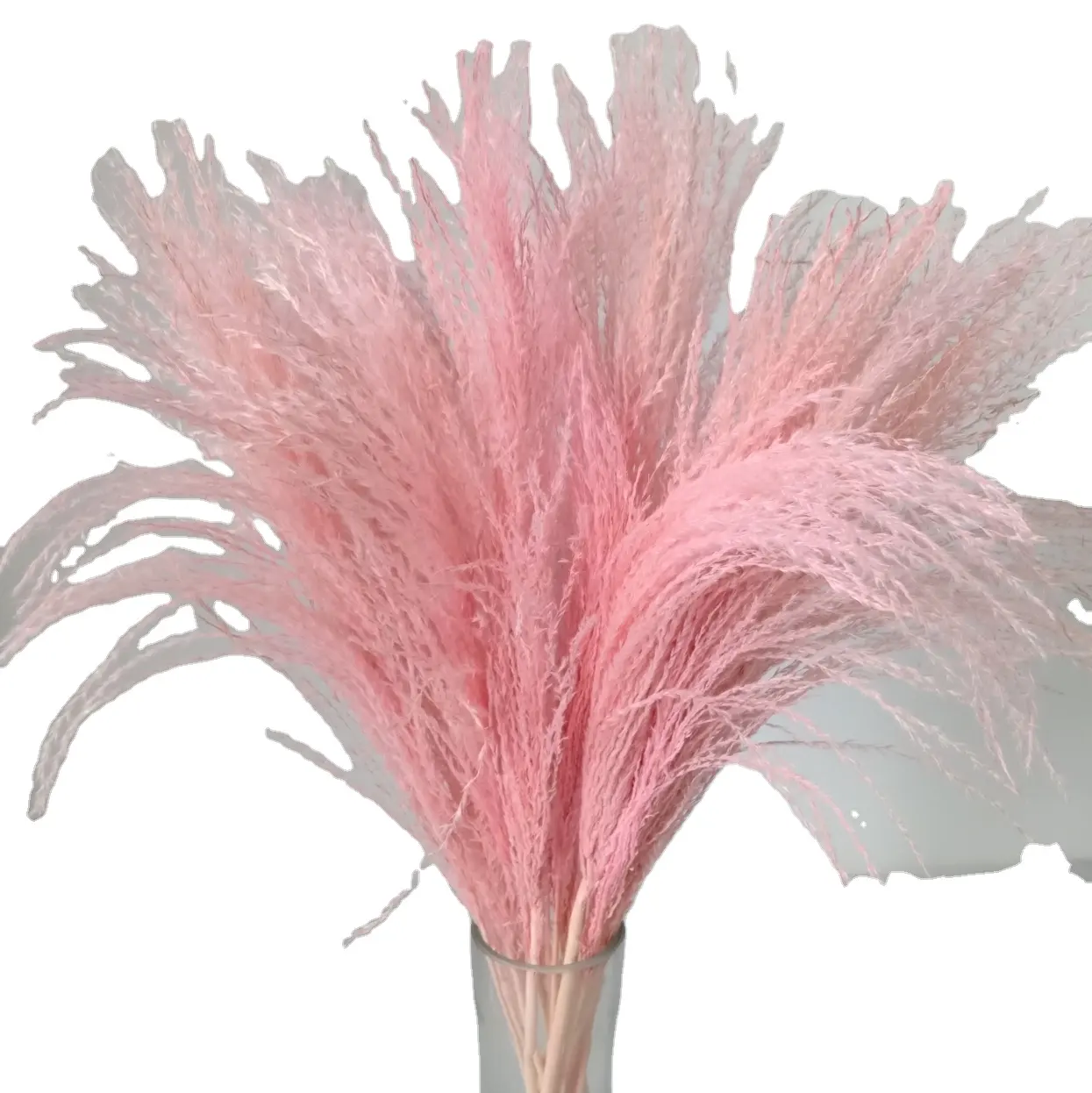 Dried natural reed plumes pampas grass flower for floral arrangement or wedding party decoration