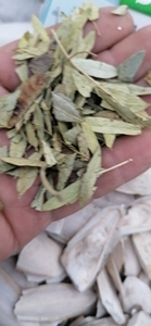 Senna-hojas secas verdes para té de hierbas, alta calidad, novedad - Product Image 2