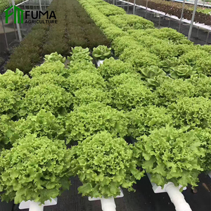 Sistema Hidropónico de Cultivo Vertical para Plantas de Interior con Tecnología de Ahorro de Agua FM Healthy NFT, Grado Alimenticio, Gran Venta - Product Image 2