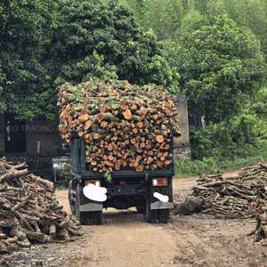 Charbon de bois blanc d'eucalyptus Binchotan pour utilisation en restaurant et grillades en intérieur et en extérieur - 100% bois d'eucalyptus - Product Image 4