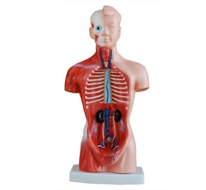 Modelo <span class=keywords><strong>de</strong></span> Torso <span class=keywords><strong>Humano</strong></span> Sin Sexo <span class=keywords><strong>de</strong></span> 26 CM, 15 <span class=keywords><strong>Partes</strong></span>, Modelo Anatómico <span class=keywords><strong>del</strong></span> <span class=keywords><strong>Cuerpo</strong></span> <span class=keywords><strong>Humano</strong></span> para Ciencias Médicas - Product Image 6