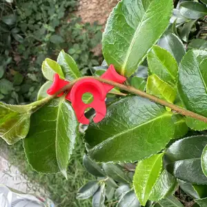 Presilhas para treinamento de baixa estresse, planta bender para treinamento de plantas