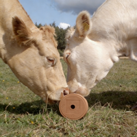 Briques de sel minéral nutritif à lécher |   Durable et longue durée |   Contribue à un rendement laitier sain chez les bovins et les ovins