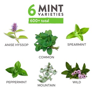 Menthe de haute qualité et sans OGM Cultivez vos propres plantes de menthe <span class=keywords><strong>en</strong></span> direct Grand cadeau pour les jardins, les chefs et les amateurs de thé - Product Image 3