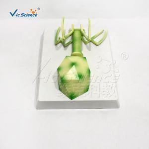 의학 교육 <span class=keywords><strong>HIV</strong></span> 모델 건강 교육 생물학 모델 <span class=keywords><strong>Hiv</strong></span> 및 AIDS 차트 세포 바이러스 모델의 이해 - Product Image 2