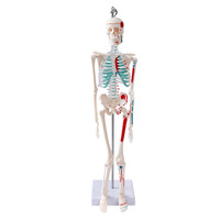 Modèle squelettique personnalisé de 45 cm pour l'enseignement médical : collection d'anatomie de la colonne vertébrale, de la bassine, des membres, des mains et des pieds