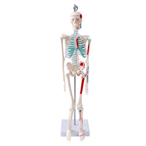 Modèle squelettique personnalisé de 45 cm pour l'enseignement médical : collection d'anatomie de la colonne vertébrale, de la bassine, des membres, des mains et des pieds - Product Image 4