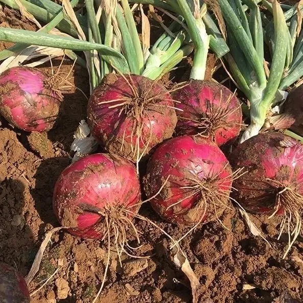 בתפזורת המניה הטובה ביותר 100% צ 'ינה טרי במחירים נמוכים