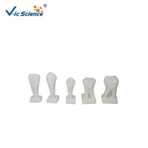 3x מגולף מדריך מודל של שיניים אנושי שיניים שרף & pvc חינוכי מודל חינוכי לבית הספר לרפואה - Product Image 2