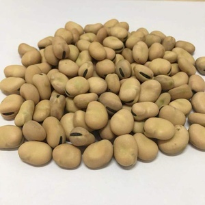 Bán Đậu Khô Fava <span class=keywords><strong>Beans</strong></span> - Product Image 5