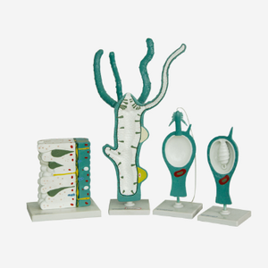 Gelsonlab HSBM-417 Schistosome In Copula modello - Product Image 6