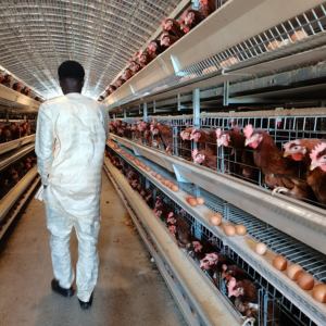 İyi fiyat H tipi otomatik yumurta tabakası tavuk çiftliği döşeme tavukları kanatlı batarya kafesleri - Product Image 6