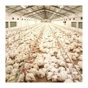 Modern High Quality Full Automatic Broiler Chicken Farm Equipment For Poultry House