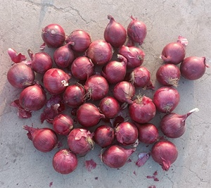 Oignon rouge frais nouvelle récolte, <span class=keywords><strong>prix</strong></span> usine, <span class=keywords><strong>échalote</strong></span> fraîche 3cm à 5cm - Product Image 4