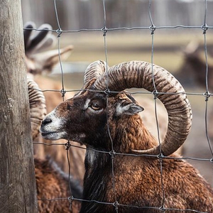 Chất lượng cao chống gỉ đồng cỏ trang trại lĩnh vực hàng rào ngựa gia súc chăn nuôi hàng rào - Product Image 3