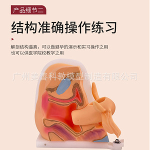 Modèle d'anatomie reproductive féminine : col de l'utérus, utérus, vagin, ovaires ; examen gynécologique ; modèle de reproduction à l'échelle 1:1 - Product Image 2