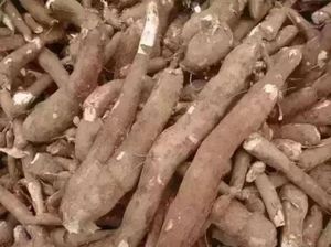 <span class=keywords><strong>8</strong></span> tấn/h sắn Peeler và chipper trái cây và rau củ lột máy & chipper sắn <span class=keywords><strong>Slicer</strong></span> - Product Image 3