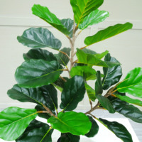 Indoor Home Office Dekor Heiße Verkäufe Kunststoff pflanzen Gefälschte Bonsai Ficus Bäume Künstliche Pflanze Geige Blatt Feigen baum