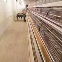 Cages à volailles entièrement automatiques à bas prix pour l'élevage avicole
