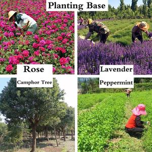 Sıcak satış 100% saf sarımsak yağı saç bakımı için en iyi fiyat sarımsak saç yağı toptan fabrika kaynağı sarımsak uçucu yağ - Product Image 6