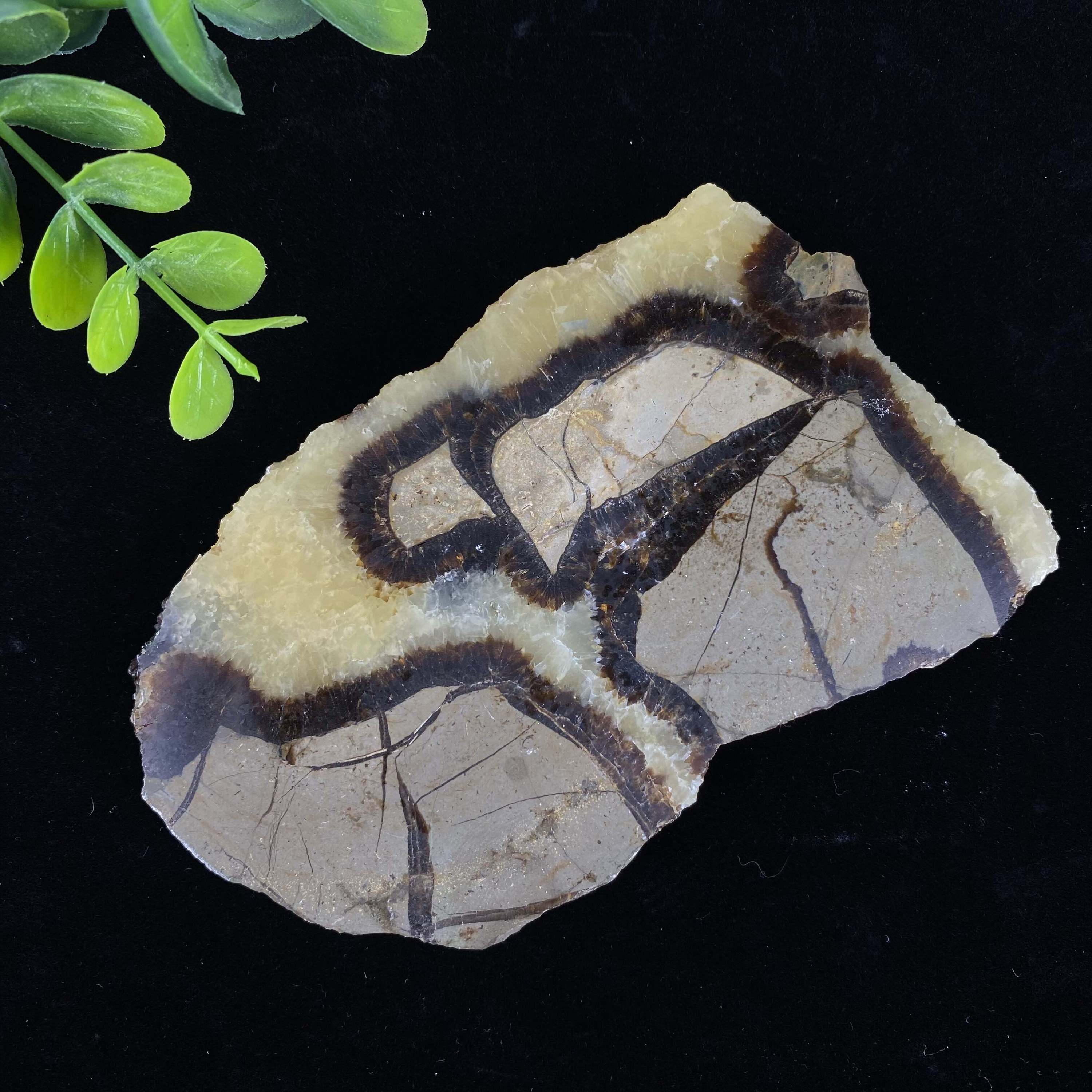 7. Septarium