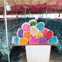 Bunga Gypsophila Kering Premium Grade untuk Kerajinan Bunga DIY, Dekorasi Pernikahan, dan Dekorasi Interior Rumah
