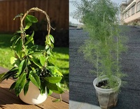 Treillis pour plantes en acrylique transparent en forme de U de 19 pouces/38 pouces avec support pour tomates, couleur et logo personnalisés pour les plantes grimpantes