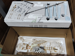 Modèle <span class=keywords><strong>de</strong></span> <span class=keywords><strong>squelette</strong></span> humain <span class=keywords><strong>de</strong></span> 170 cm pour <span class=keywords><strong>la</strong></span> science médicale, avec crâne, modèle scientifique éducatif, <span class=keywords><strong>squelette</strong></span> complet du corps humain - Product Image 2