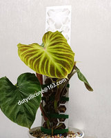 Nouvelle idée 2022 poteaux de mousse en plastique nid d'abeille plante escalade support fixe mousse colonne support tiges de support bâtons de noix de coco support