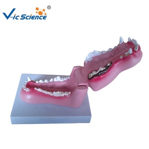 Modelo Anatómico de Dientes de Perro, Modelo de Anatomía Animal, Modelo Médico Educativo - Product Image 1
