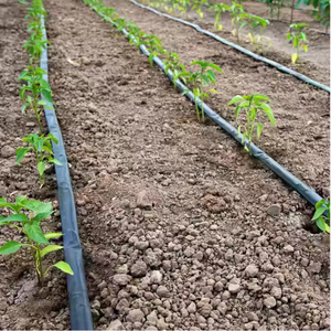 เทปรดน้ำสวนกล้วยระบบรดน้ำแบบหยดจ่ายน้ำ16มม. 0.2มม. 30ซม. - Product Image 3