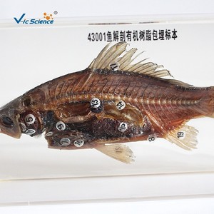 Instruments pédagogiques pour la mise en œuvre du programme scolaire : spécimens de dissection de poissons encastrés dans une résine organique; Nouvelle technique d'encastrage dans une résine organique. - Product Image 2