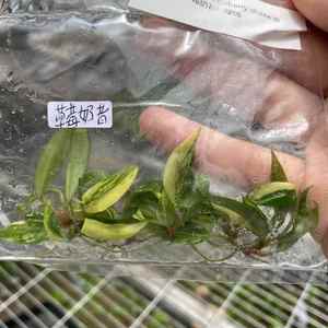 Philodendron Strawberry Shake Variegato - Pianta Rara Coltivata in Laboratorio con Variegazione Arue e Crema, Cresciuta in Colbriera Sterile - Product Image 5