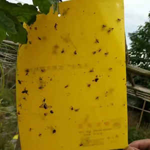 フライハンギングシート温室昆虫キャッチャートラップは接着剤接着剤を殺します