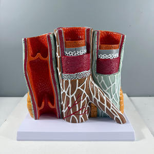 Modelo de Maniquí de Estructura Vascular Humana Ampliada - Anatomía Arterial y Venosa Educativa, Material de PVC Avanzado - Product Image 2