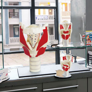 Structure <span class=keywords><strong>du</strong></span> larynx médical <span class=keywords><strong>humain</strong></span> de haute qualité et modèle d'enseignement médical élargi fonctionnel - Product Image 3