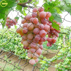 Maille de <span class=keywords><strong>volière</strong></span> noire à bon prix <span class=keywords><strong>pour</strong></span> fraises - Product Image 5