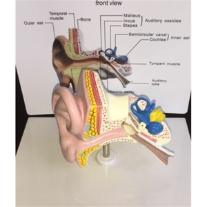 Recursos de enseñanza médica, modelo anatómico de oreja médica, modelo educativo de oreja, modelo de oreja de tamaño real con alta tasa de recompra - Product Image 2