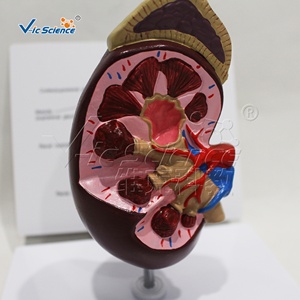 Modello Anatomico del Renino per Scienza Medica e Anatomia - Product Image 3