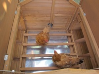 Cage à poules en bois d'extérieur, grande volière en bois pour animaux de compagnie