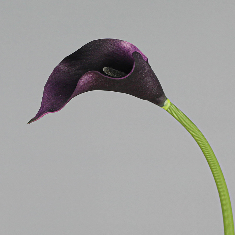 1 Black purple-small