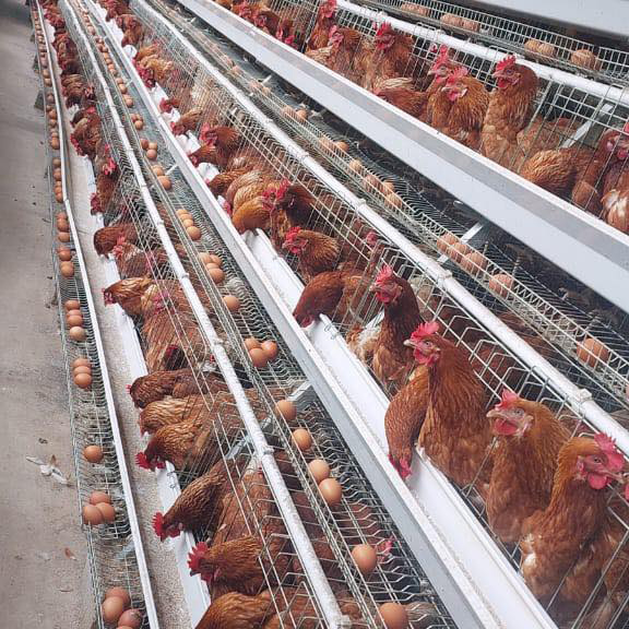 Premium A-Type Galvanized Layer Cages - Anti-Corrosion for Long-Term Egg Production Efficiency