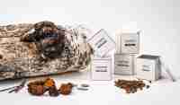 Mélange instantané de thé noir aux champignons Reishi Hericium erinaceus Chaga Stevia Cordyceps Body Fitness