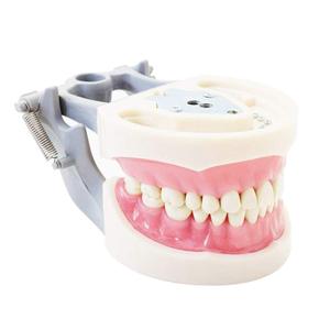 Gelsonlab HSDT-A10 estándar dientes desmontable modelo Dental suave goma de mascar dientes modelos de pantalla <span class=keywords><strong>para</strong></span> estudiantes de enseñanza estudio - Product Image 1