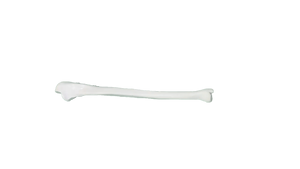 Modelo de Hueso Ulnar del Brazo Humano, Tamaño Real, Modelo Anatómico Estructural del Ulnar para Ciencias Médicas - Product Image 6