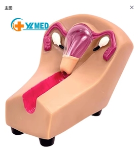 Giảng dạy mô hình thiết bị tránh thai trong tử cung nữ và mô hình đào tạo với các cơ quan có thể tháo rời cho công cụ hiển thị học tập - Product Image 1