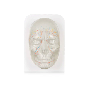 Modelo Facial DARHMMY de Alta Transparencia para Entrenamiento de Microcirugía, Práctica de Inyección Facial para Relleno de Ácido Hialurónico - Product Image 1